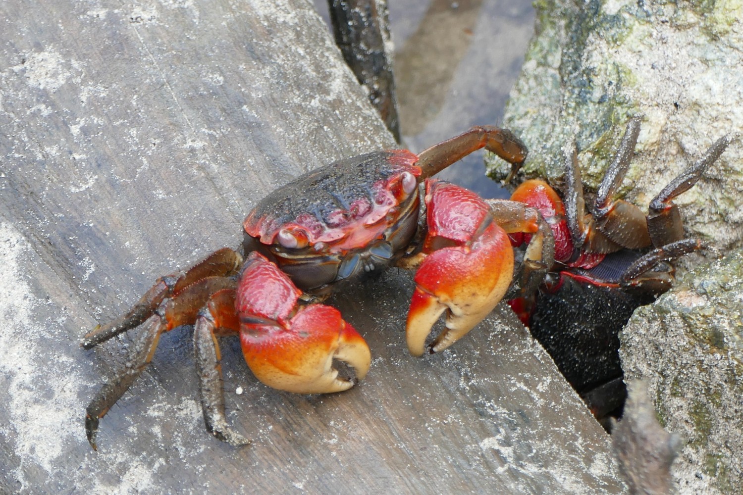 Qué comen los cangrejos de río