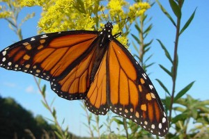 День 1. Прибытие в Мехико Сити. Лицензия CC0 Creative Commons, автор skeeze