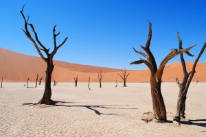 День 3. Калахари - Намиб, 350 км. Лицензия Pixabay License, автор nike159