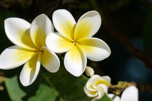 День 1. Прилёт в Гонолулу, столицу Гаваев. Лицензия CC0 Creative Commons, автор fietzfotos