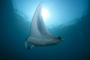 День 9. Отдых и купание с мантами. Лицензия CC0 Creative Commons, автор Eychenne