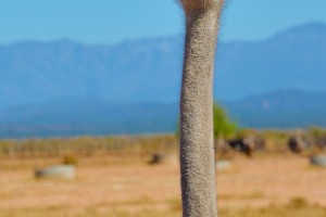 День 5. Дорога садов. Лицензия CC0 Creative Commons, автор Schmid-Reportagen